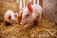 Best Practices for Selecting and Managing Breeding Pigs